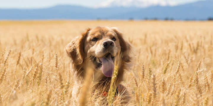 hund im feld landflair saisonaler tipp 1000x500
